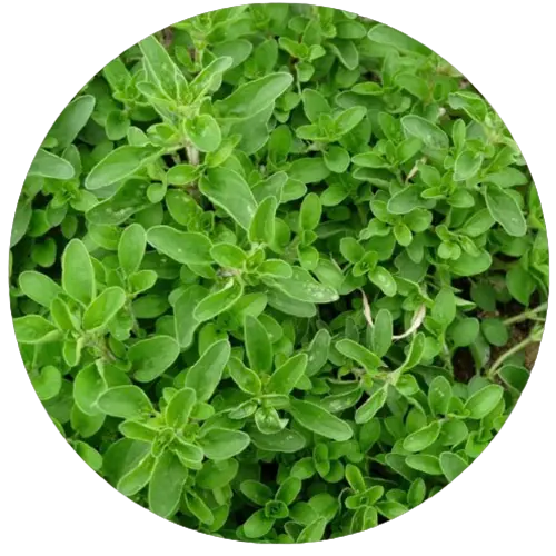 Utilisation des plantes en accompagnement naturel