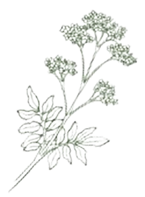 Plantes et phytothérapie en naturopathie